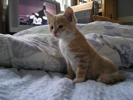 Blanding af racer Giffe (AFLIVET) - uhh . må heller se at vågne op ;P der er jo katte i fjernsynet ;P  - figaro min yndlings skuespiller,. ;P  billede 2