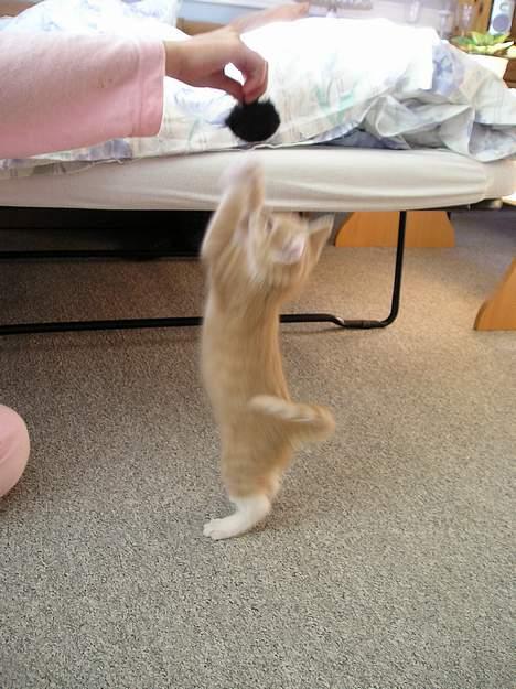 Blanding af racer Giffe (AFLIVET) - et af mine tricks ,. ;o)  billede 3