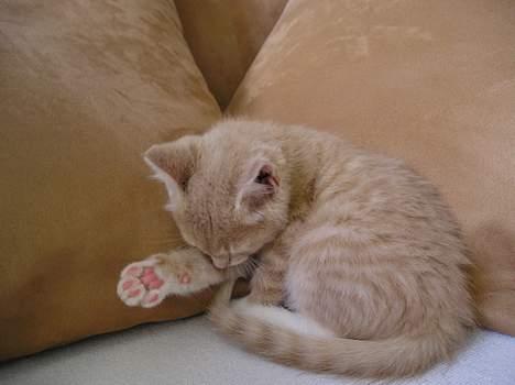 Blanding af racer Giffe (AFLIVET) - vasker mig  billede 4