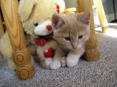 Blanding af racer Giffe (AFLIVET) - bamsen holder på mig ,.  billede 5