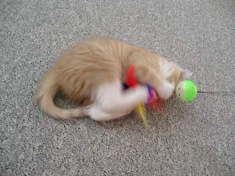 Blanding af racer Giffe (AFLIVET) - jeg tager den ,. :O  billede 6