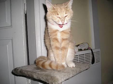 Blanding af racer Giffe (AFLIVET) - se hvordan jeg smiler ?? altså når jeg gaber <´3 billede 7