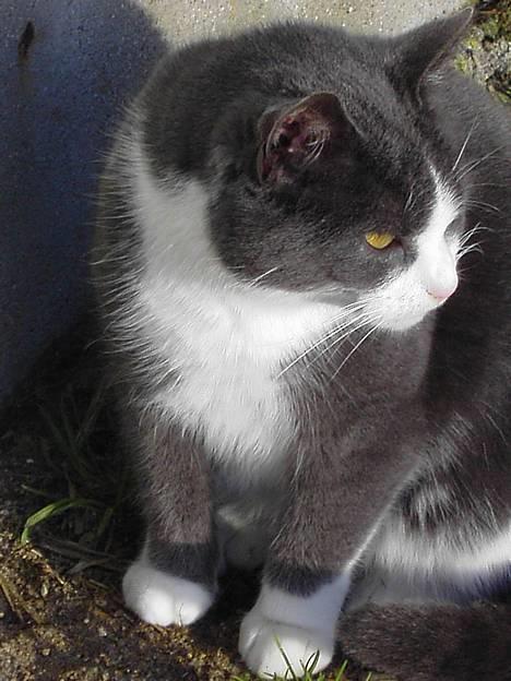 Blanding af racer Vesterbæks Stumbe billede 1