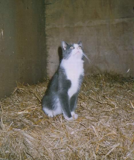 Blanding af racer Vesterbæks Stumbe billede 2