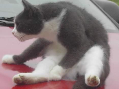 Blanding af racer Vesterbæks Stumbe billede 3