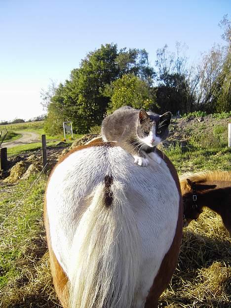 Blanding af racer Vesterbæks Stumbe billede 4