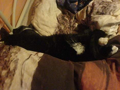 Huskat Holger *død* - Slapper af billede 17