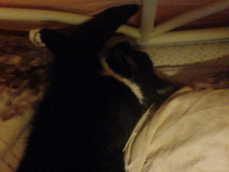 Huskat Holger *død* - Uhm.. ZzZz.. billede 18