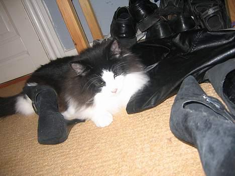 Norsk Skovkat Vitskøl Anuska - sød billede 4