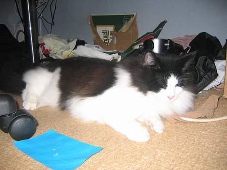 Norsk Skovkat Vitskøl Anuska - sød billede 5