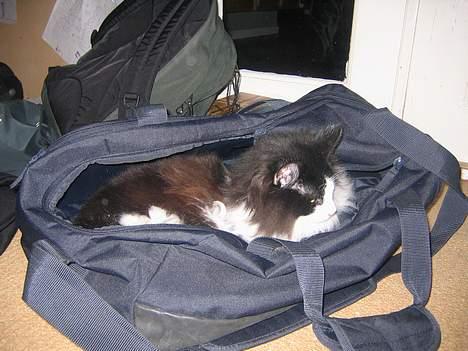 Norsk Skovkat Vitskøl Anuska - den her task er god. billede 6