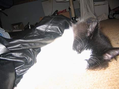 Norsk Skovkat Vitskøl Anuska - her liger man godt. billede 7