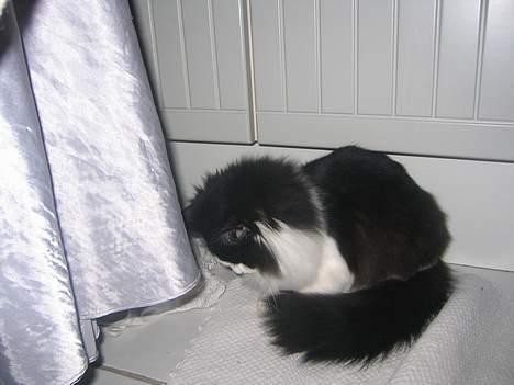 Norsk Skovkat Vitskøl Anuska - hvad finder vi her billede 8