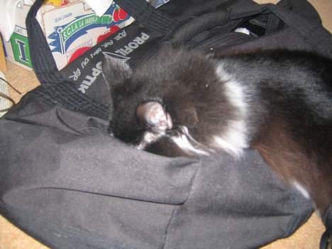 Norsk Skovkat Vitskøl Anuska - der er  noget men hvad billede 9