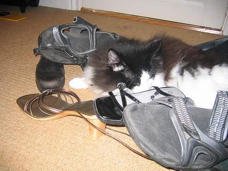 Norsk Skovkat Vitskøl Anuska - alle de sko det er bare livet at tykke snørebånd. billede 10