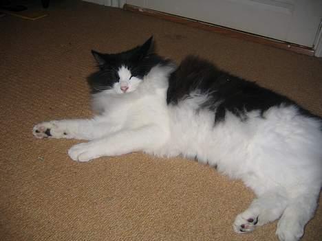 Norsk Skovkat Vitskøl Anuska - her flader vi ud. billede 11