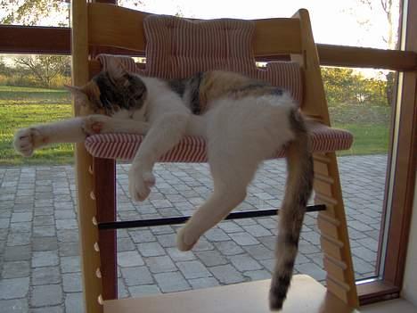 Huskat Ida - Tager lige en lur billede 1