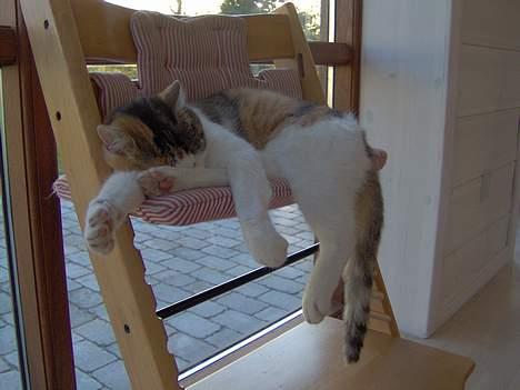 Huskat Ida - Det er meget vigtigt at powernappe billede 2