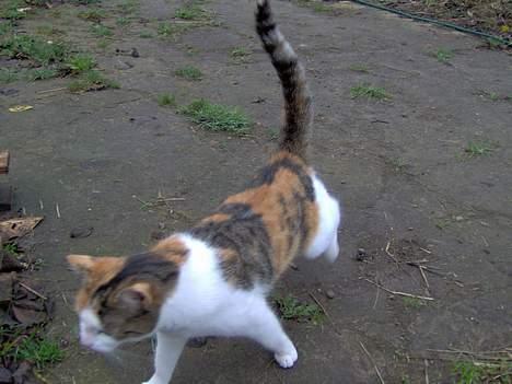 Huskat Ida billede 3