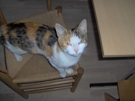 Huskat Ida billede 4