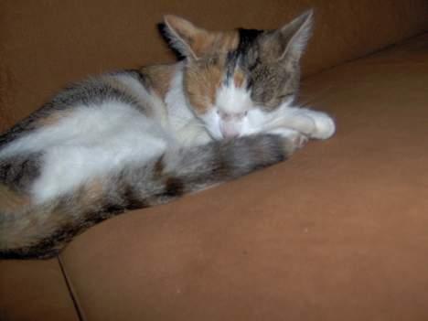 Huskat Ida billede 5