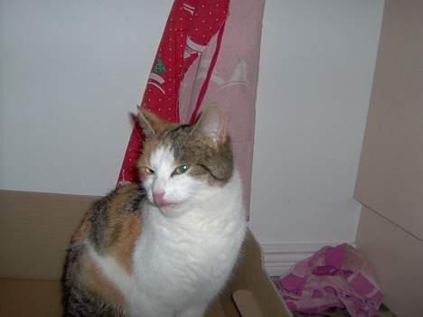 Huskat Ida billede 6