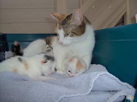 Huskat Ida - Så, nu SKAL I altså sove.... billede 7