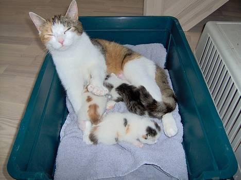 Huskat Ida - 3 små vidundere.. to drenger og een pige!!! billede 8