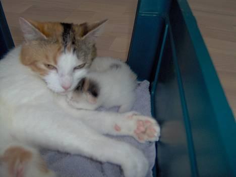 Huskat Ida - Mnnn, det er fedt at være mor... 1.5.06 billede 9