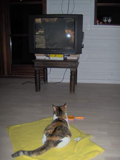 Huskat Ida - Ida ser familiebilleder billede 10