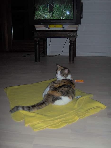 Huskat Ida - Eyyy den blitz forstyrrer... billede 11