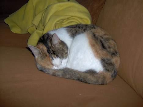 Huskat Ida billede 12