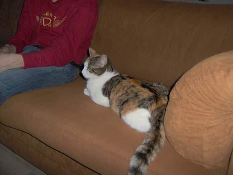 Huskat Ida billede 13