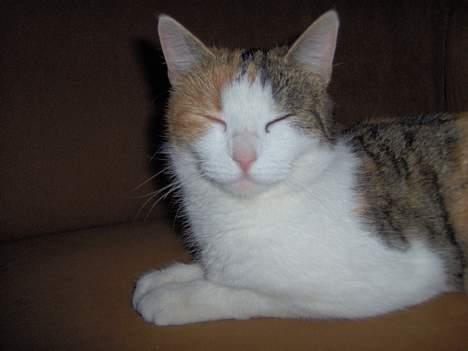 Huskat Ida billede 14