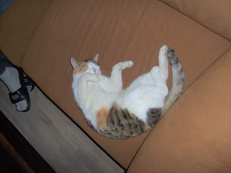 Huskat Ida billede 15