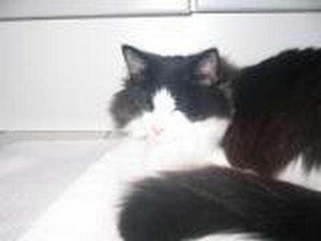 Norsk Skovkat Vitskøl Anuska - her er vame i gulvet billede 12