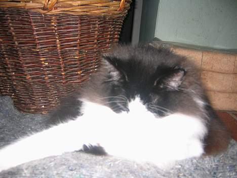 Norsk Skovkat Vitskøl Anuska - her flader vi billede 13