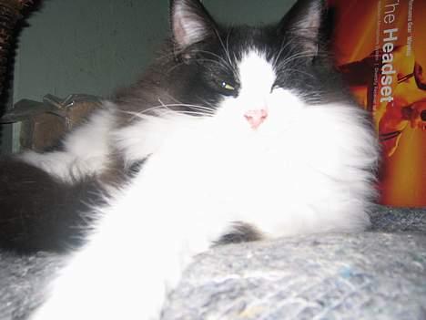 Norsk Skovkat Vitskøl Anuska - så fra den anden side billede 14