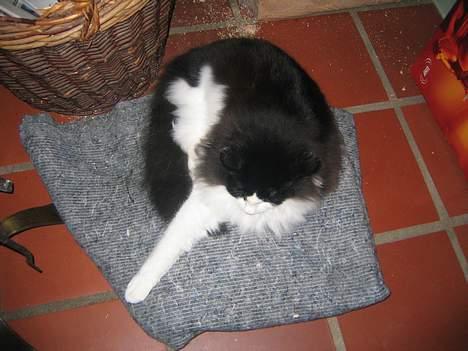 Norsk Skovkat Vitskøl Anuska - så oppe fra billede 15