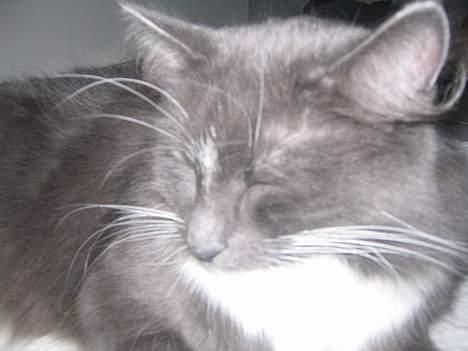 Norsk Skovkat Bella Donna - her er jeg. billede 1