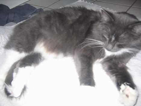 Norsk Skovkat Bella Donna - her flader vi ud. billede 2