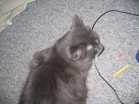 Norsk Skovkat Bella Donna billede 3