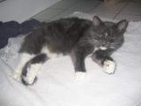 Norsk Skovkat Bella Donna - her er vi igen billede 4