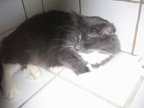 Norsk Skovkat Bella Donna - ja her liger man godt billede 5