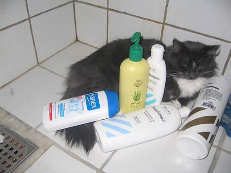 Norsk Skovkat Bella Donna - sæbe det er noget af det bedste billede 6