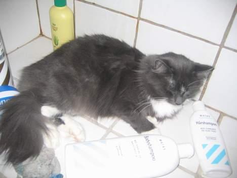 Norsk Skovkat Bella Donna - ja sæbe det er noget af det bedste billede 7