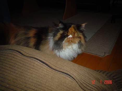 Perser Fiona billede 12