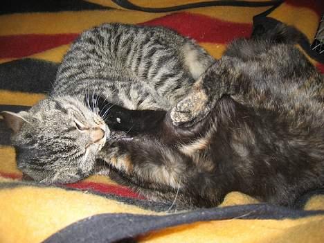 Blanding af racer Nala - En lille slåskamp med Kiara...   (8/2-05) billede 10