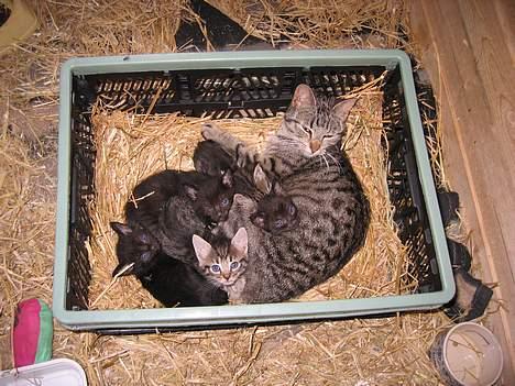 Blanding af racer Nala - Nala med sine killinger...  (26/7-05) billede 11