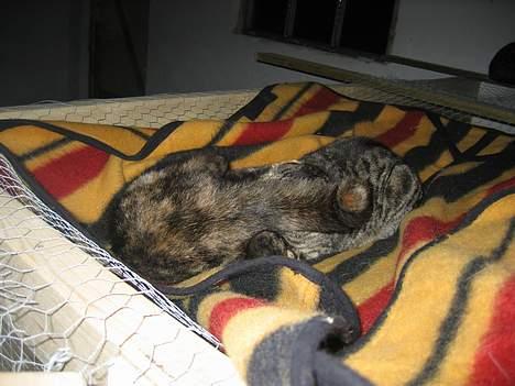 Blanding af racer Kiara - Jeg leger med Nala...   (8/2-05) billede 9